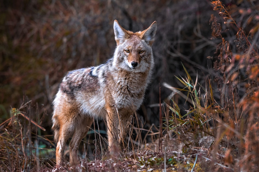 Coyotes
