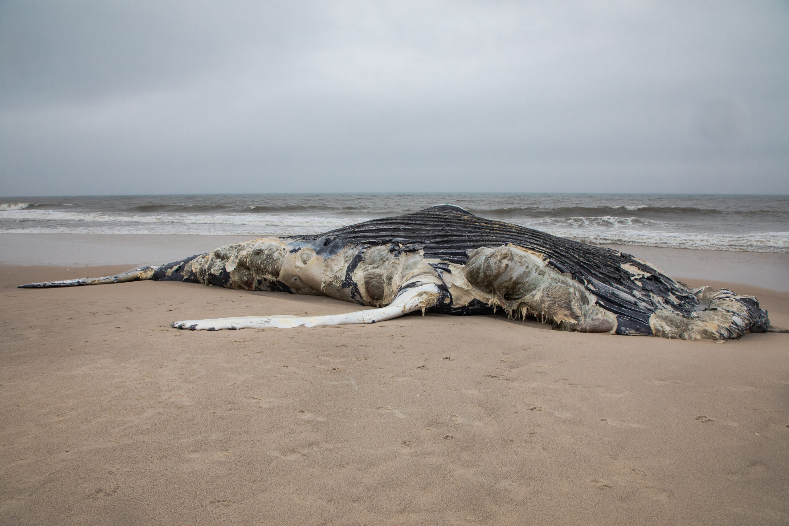 Increase in Whale Deaths Along Eastern Atlantic Coast: What Is Causing The Ongoing Crisis?