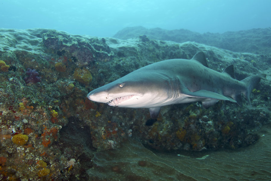 juvenile sand tiger shark