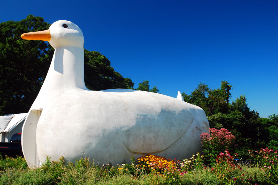 A wide-angle view of the iconic Big Duck, a giant white duck-shaped building located in Flanders near Riverhead, New York. This historic roadside attraction stands out with its bright white exterior, yellow beak, and black glass eyes that once doubled as windows. Surrounded by green trees and blue skies, the Big Duck is a beloved symbol of Long Island’s agricultural heritage and a popular photo stop for visitors exploring the East End.

