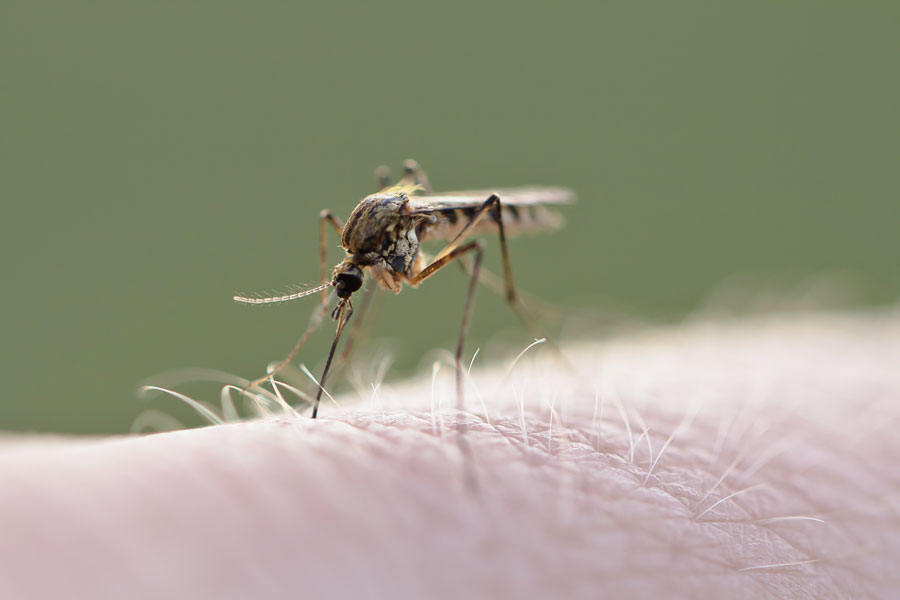 Mosquitoes 
