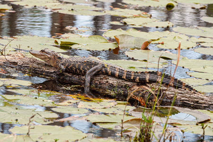 Alligator