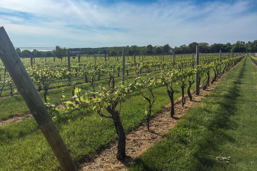 A lush vineyard in Bridgehampton, Long Island, New York, photographed on May 29, 2015. Rows of grapevines stretch across the landscape, highlighting the South Fork’s role in Long Island’s renowned wine country.