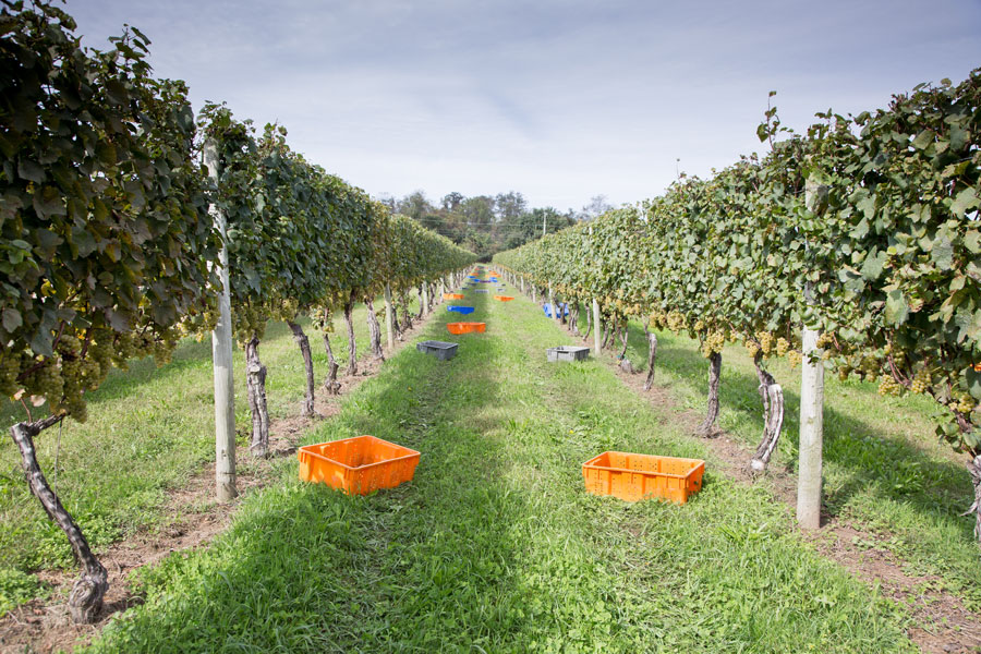 A vineyard in the Hamptons, during harvest season, with rows of grapevines and empty harvest crates awaiting freshly picked grapes. The Hamptons area of New York is known for cool-climate viticulture, supporting grape varieties like Chardonnay, Merlot, and Sauvignon Blanc. This scene captures a classic moment in viticulture, representing both the agricultural tradition and the luxury wine culture of the Hamptons.