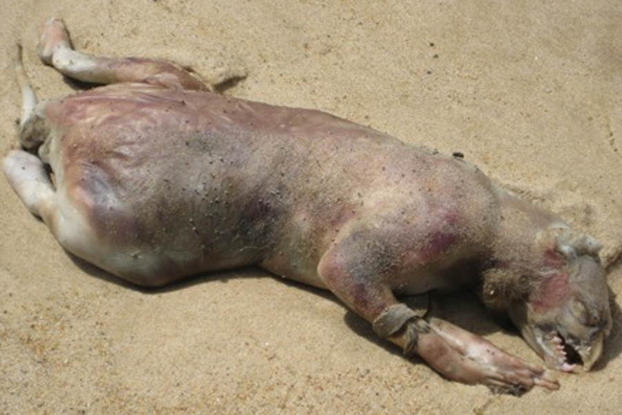 The Montauk Monster Photo via Wikimedia Commons / Original Photographer Unknown. The original photo was taken by a private citizen and widely circulated online via blogs and media outlets. Fair use (reporting, commentary, education)