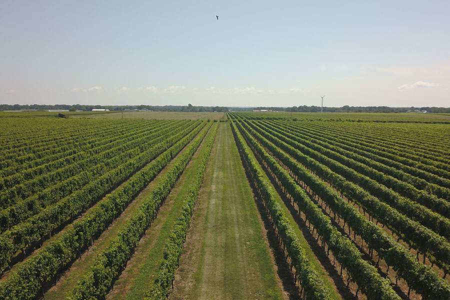 The North Fork of Long Island is a renowned wine region celebrated for its scenic vineyards, maritime climate, and award-winning wineries. This region is home to over 40 wineries and 3,000 acres of cultivated grapevines, producing varieties such as Merlot, Chardonnay, and Cabernet Franc.