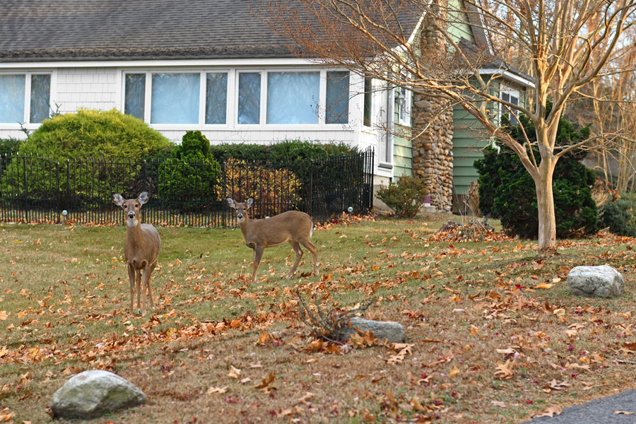 White-tailed deer (Odocoileus virginianus) walking across a residential lawn in Stony Brook Village, Suffolk County. White-tailed deer are commonly spotted in suburban environments throughout Long Island, especially in the fall and winter months when they may wander into neighborhoods in search of food.