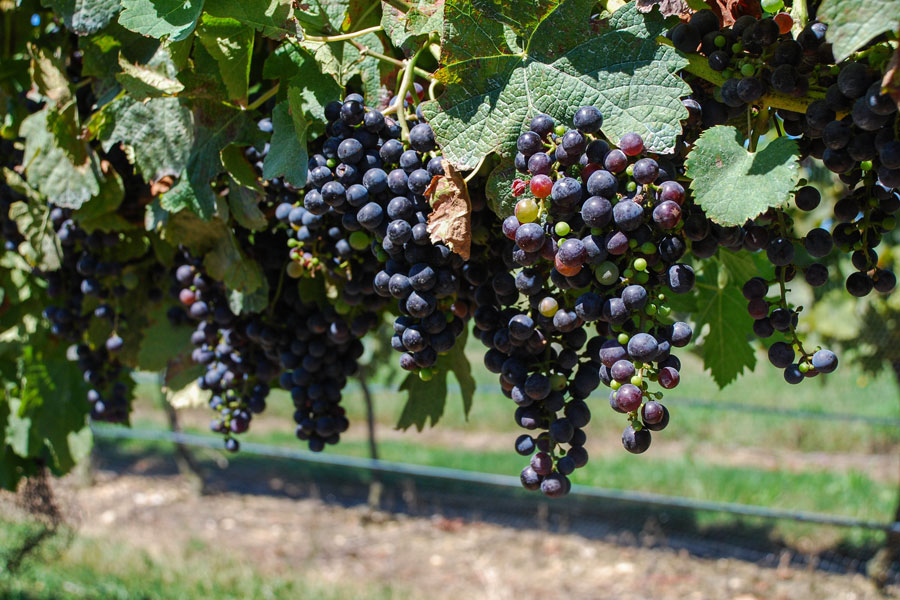 Clusters of wine grapes ripening on the vine in the North Fork region of Long Island, NY. The grapes feature deep purple coloration, indicating they are likely late in the growing season and approaching harvest. North Fork is renowned for its wine production, particularly for varieties such as Merlot, Cabernet Franc, and Chardonnay, thanks to its favorable maritime climate and fertile soils. These ripe grape clusters are integral to the region's vibrant viticulture and wine industry.