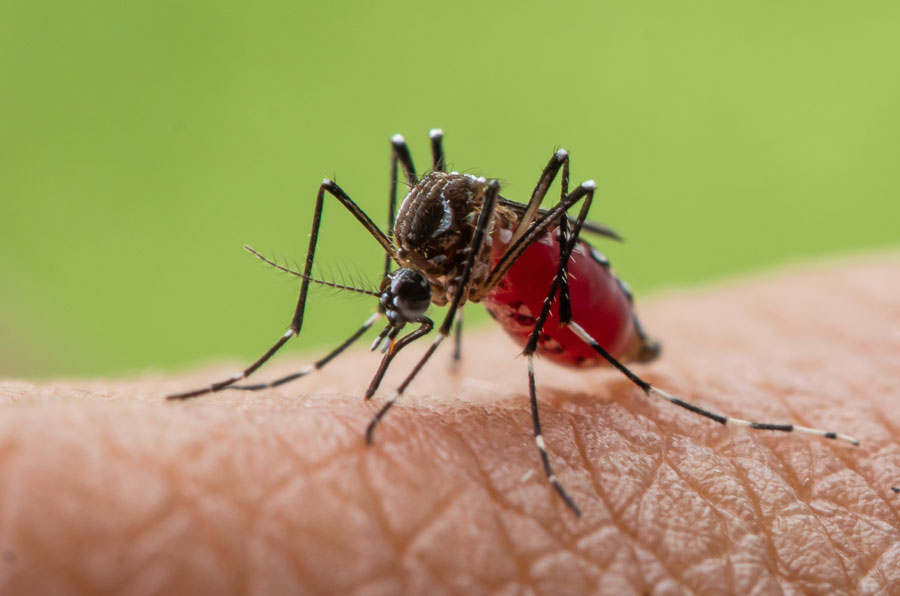 Close-up photo of an Aedes albopictus mosquito feeding on human skin, a species known to transmit the chikungunya virus, which has been detected locally on Long Island for the first time.
