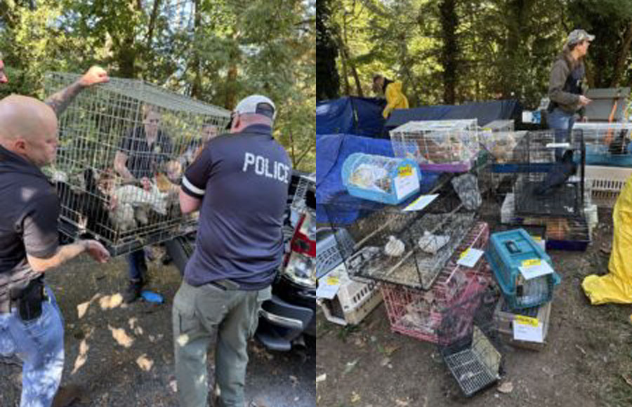 Authorities and rescue workers remove animals from a Northport property where more than 200 animals were discovered living in overcrowded and unsanitary conditions. The Suffolk County District Attorney’s BEAST Unit coordinated the large-scale rescue operation with law enforcement and local animal rescue organizations.