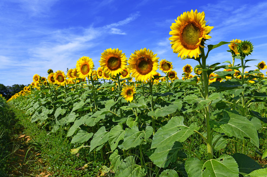 During the fall season, the farm offers a full slate of attractions aimed at families and kids:
