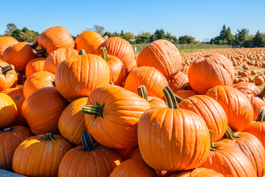 A bountiful harvest of pumpkins on display at a Long Island farm — a classic scene during the fall festival season when families come to pick the perfect pumpkin for Halloween. F