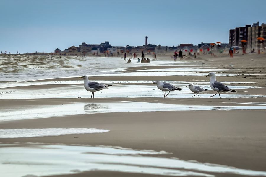 Seagulls walking along the shoreline at Rockaway Beach, New York, with people, waves, umbrellas, and beachfront buildings visible in the sunny, blurred background.