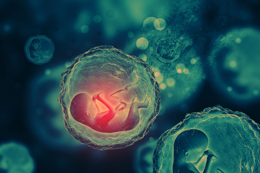 Artistic concept showing multiple early human embryos developing inside translucent spheres, representing laboratory-created embryos and advances in reproductive science.