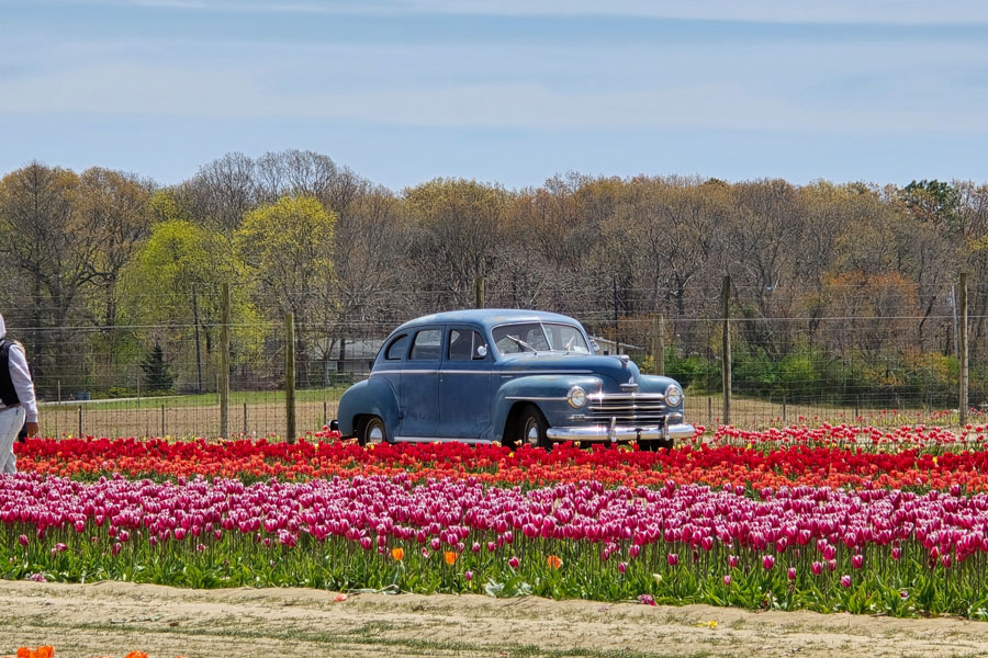 A classic vintage car rests gracefully in the middle of a vibrant tulip field in Manorville, NY. Rows of red, pink, and purple tulips stretch across the foreground, creating a colorful springtime scene against the backdrop of budding trees. The mix of natural beauty and nostalgia makes this a picturesque rural Long Island setting.