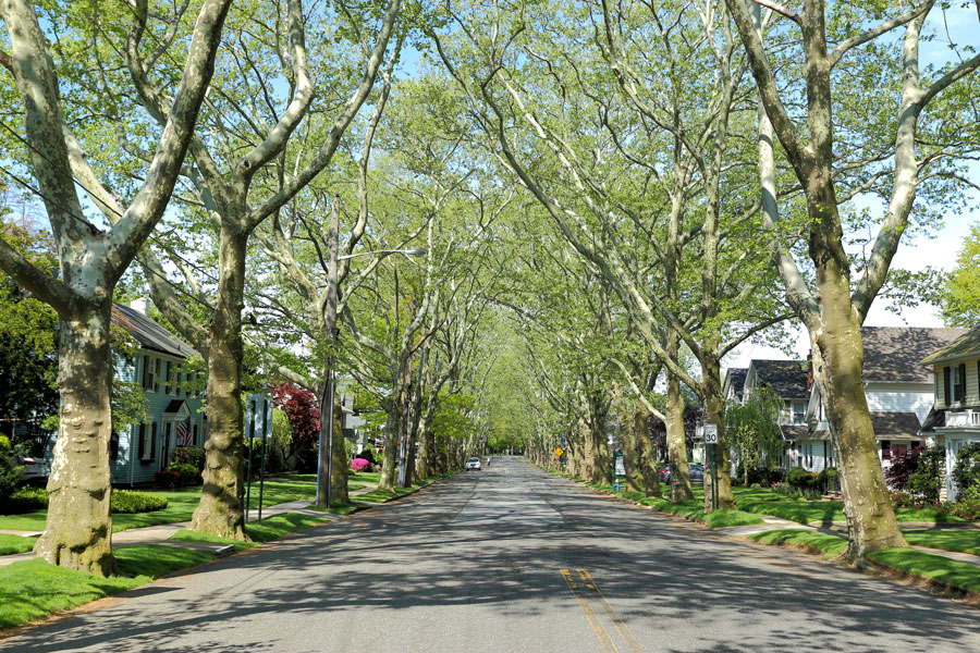 Tree-lined suburban street in Bellerose, NY with large shade trees arching over the road and homes on both sides.