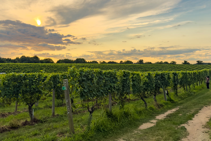 Sunset over the vineyards at Wölffer Estate in Sagaponack