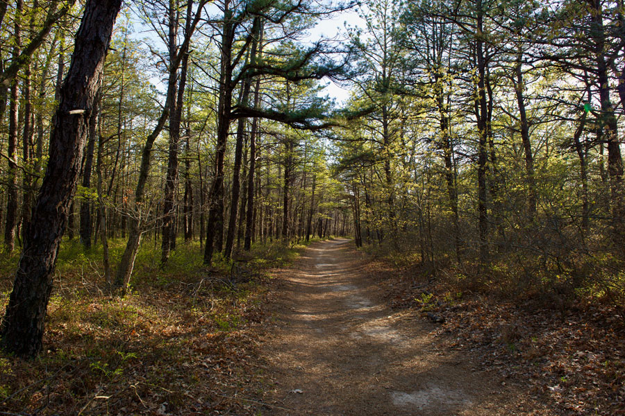 Forest trail through the Long Island Pine Barrens in Suffolk County, showcasing the natural landscape and wooded areas found near communities like Coram. These preserved pine forests offer hiking paths and quiet outdoor spaces that are characteristic of central Long Island.