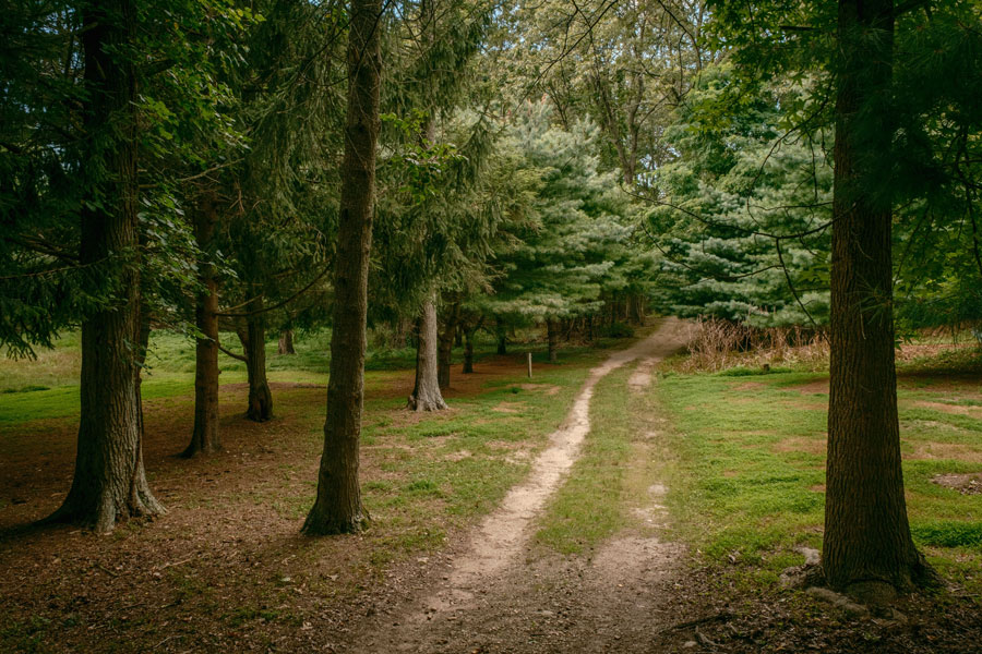 A quiet wooded trail winds through Hoyt Farm Nature Preserve in Commack, Long Island, offering a peaceful setting for walking, jogging, and enjoying the area’s natural scenery. File photo: licensed.
