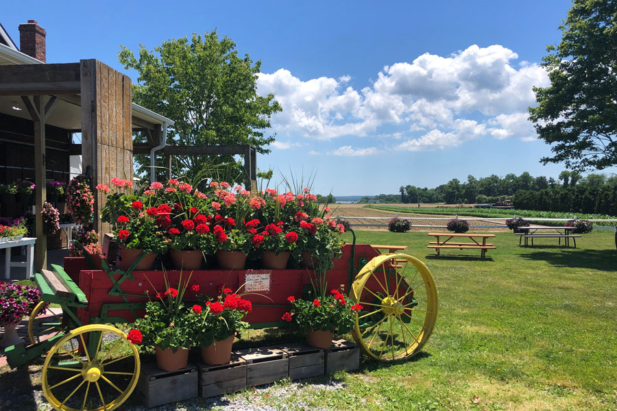A flower-filled farm wagon sits beside open fields in Aquebogue, reflecting the agricultural charm and scenic countryside that define Long Island’s North Fork. 