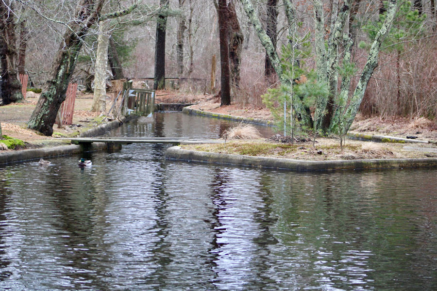 The peaceful waters of the Connetquot River wind through Connetquot River State Park Preserve on Long Island’s South Shore, surrounded by quiet woodlands and reflective waterways that make the river one of Suffolk County’s most scenic environmental treasures.
