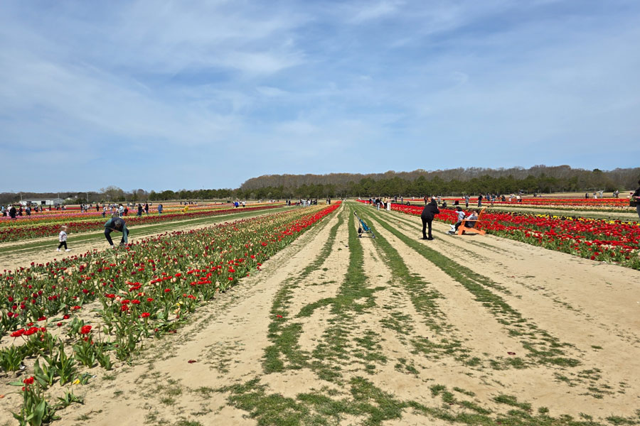 Visitors explore colorful tulip fields in nearby Manorville on Long Island’s East End, reflecting the agricultural heritage, open farmland, and seasonal attractions that help define the rural character of communities surrounding Center Moriches and eastern Suffolk County.