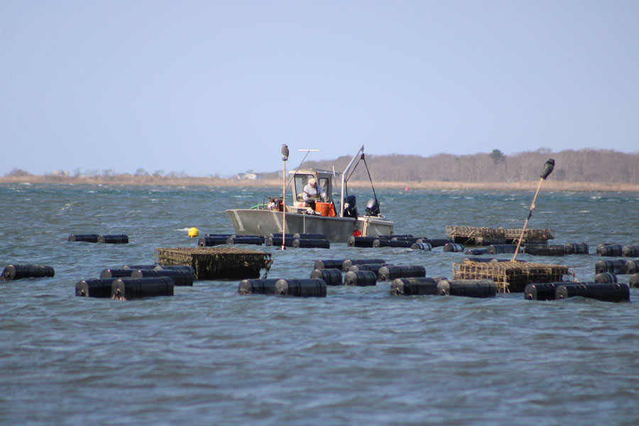 An oyster farming operation is seen on Moriches Bay along Long Island’s South Shore, where shellfish cultivation remains an important part of the region’s maritime economy and coastal heritage. The shallow tidal waters of Moriches Bay support aquaculture, fishing, boating, and diverse marine ecosystems throughout eastern Suffolk County. 