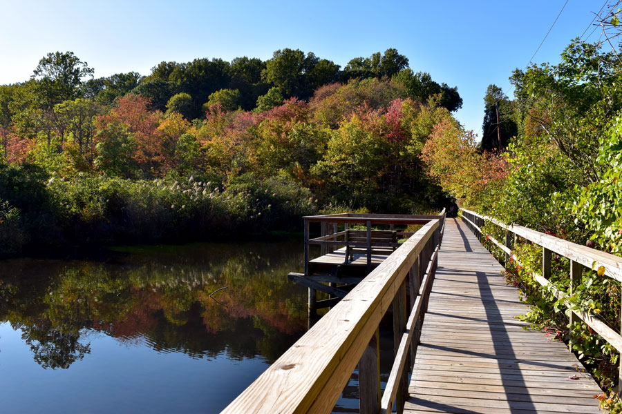 A scenic boardwalk extends over Mill Neck Creek at Shu Swamp Nature Preserve in Nassau County. The creek's protected wetlands and wooded shoreline form part of the Oyster Bay Harbor estuary system and support a diverse range of native wildlife.