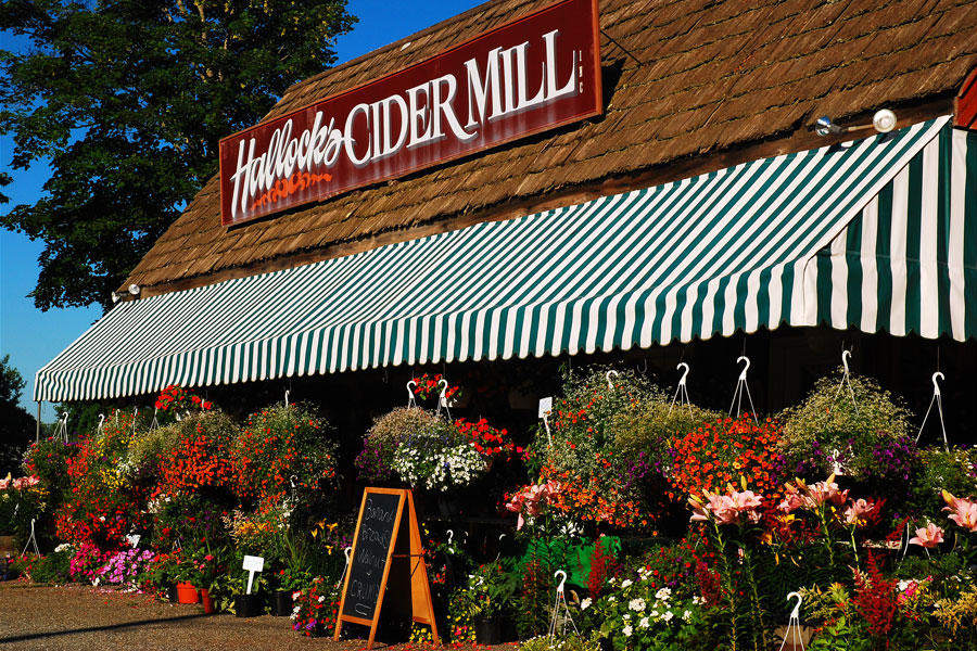 Harbes Family Farm and Harbes Cider Mill in Mattituck have become iconic North Fork destinations, drawing visitors with fresh cider, baked goods, seasonal festivals, and locally grown produce. Surrounded by colorful flowers and farm market displays, the family-owned attraction reflects the agricultural heritage that has defined the North Fork for generations. Popular with both locals and tourists, Harbes is especially busy during the fall harvest season, when apple picking, pumpkin patches, and cider donuts make it one of Long Island’s most visited agritourism destinations.