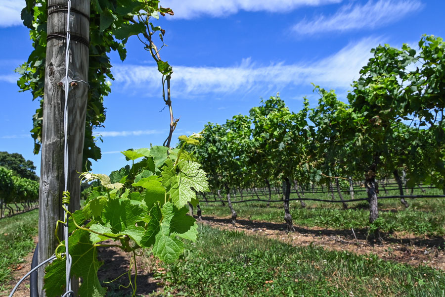 A young grapevine shoot stretches upward toward the sunlight in a North Fork vineyard on a warm late-spring day. Surrounded by rows of mature vines, the fresh green growth highlights the start of another growing season in one of Long Island’s most important wine-producing regions. The scene captures the agricultural beauty, careful cultivation, and seasonal renewal that define the vineyards of the North Fork.