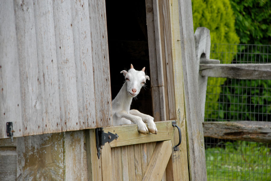 A curious young goat peeks out from a weathered barn doorway on a North Fork farm, adding a touch of charm to the region’s agricultural landscape. Family farms and small livestock operations have long been part of the North Fork’s rural character, complementing the area's vineyards, farm stands, and open farmland. This playful scene reflects the relaxed countryside atmosphere that continues to make the North Fork one of Long Island’s most distinctive destinations.