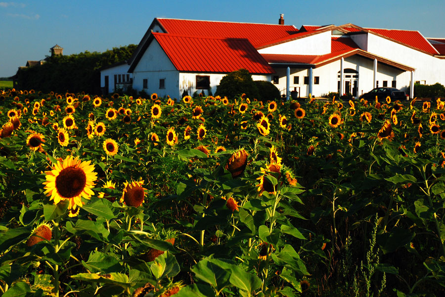 Sunflowers bloom beside a vineyard in Cutchogue, one of the leading wine-producing communities on Long Island's North Fork. North Fork Wine Country combines vineyards, working farms, waterfront villages, and scenic countryside into one of Long Island's most distinctive destinations.