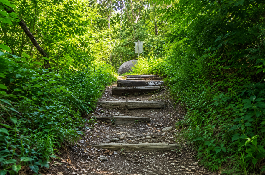 A wooded hiking trail climbs gently toward the summit of Jayne's Hill, the highest natural point on Long Island, within West Hills County Park. Rustic log steps, native vegetation, and mature hardwood trees create a peaceful setting that attracts hikers, nature enthusiasts, and visitors exploring one of Long Island's most significant natural landmarks.