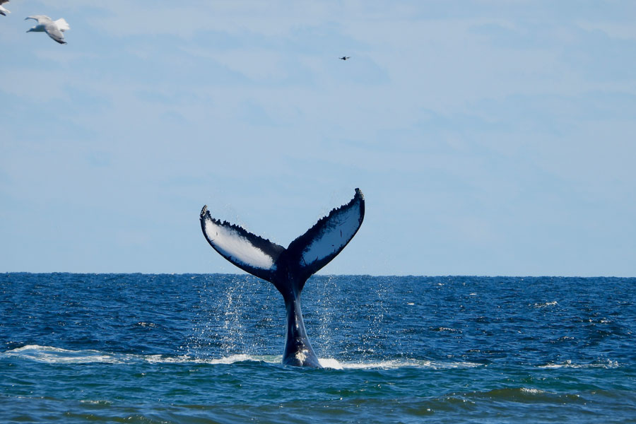 A humpback whale dives beneath the waters off Montauk Point, one of the premier whale-watching destinations in the Northeast.