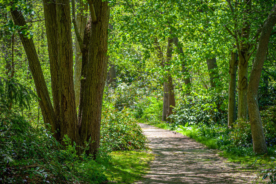 A sunny day along a peaceful hiking trail at Bayard Cutting Arboretum State Park in Great River, Long Island. Towering trees, winding paths, and beautifully maintained gardens make the arboretum one of the island's premier destinations for walking, birdwatching, photography, and enjoying nature throughout the year. File photo: Andrew F. Kazmierski, licensed.