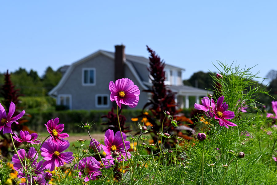 Bright pink cosmos flowers bloom beside a country home along the North Fork of Long Island. The colorful garden and open blue sky reflect the rural residential scenery travelers may encounter along the North Fork Trail Scenic Byway.