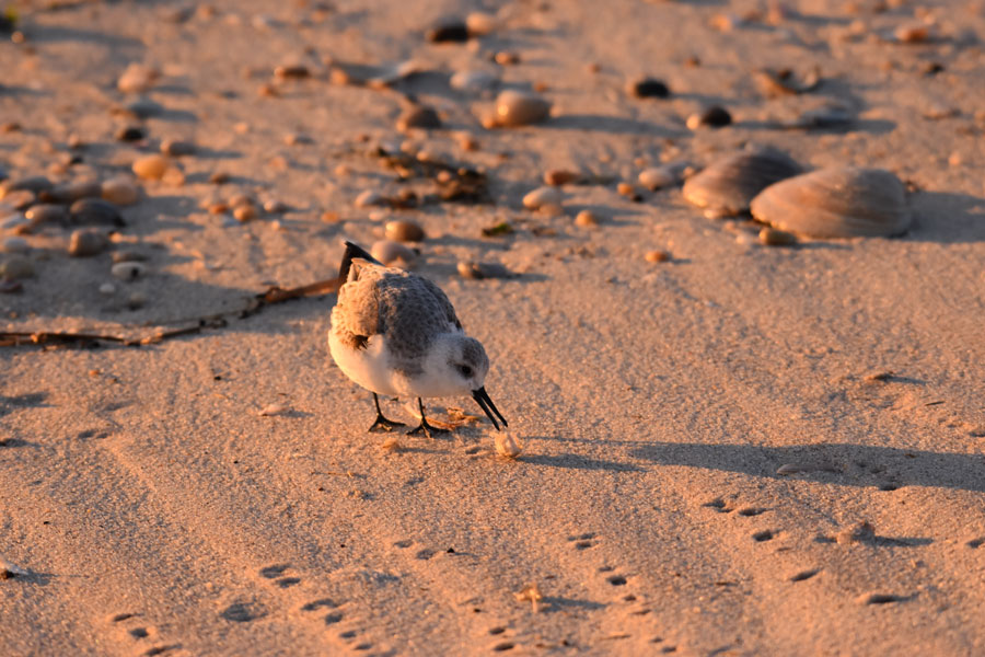 A sanderling forages along the sandy shoreline at Fire Island National Seashore, one of Long Island's premier destinations for birdwatching and coastal wildlife observation. From migratory shorebirds to ospreys, herons, and waterfowl, the island's beaches, marshes, and nature preserves provide exceptional opportunities for birders throughout the year. File photo: Karissahough, licensed.