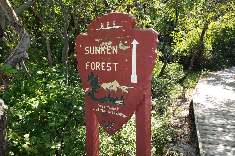 Sunken Forest trail marker at Sailors Haven on Fire Island National Seashore. Elevated boardwalks guide visitors through one of North America's rarest maritime holly forests, a protected National Natural Landmark preserved by the National Park Service.
