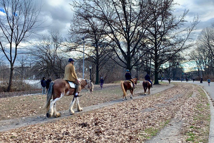 Horseback riders follow a designated bridle trail through a wooded park on Long Island.
