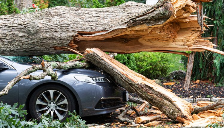 A fallen tree rests across a vehicle after a powerful storm, illustrating one of the hazards hurricanes and tropical storms can bring to Long Island. High winds, heavy rain, and saturated ground can cause trees and large branches to fall, resulting in property damage, power outages, and hazardous travel conditions. File photo: WoodysPhotos, licensed.