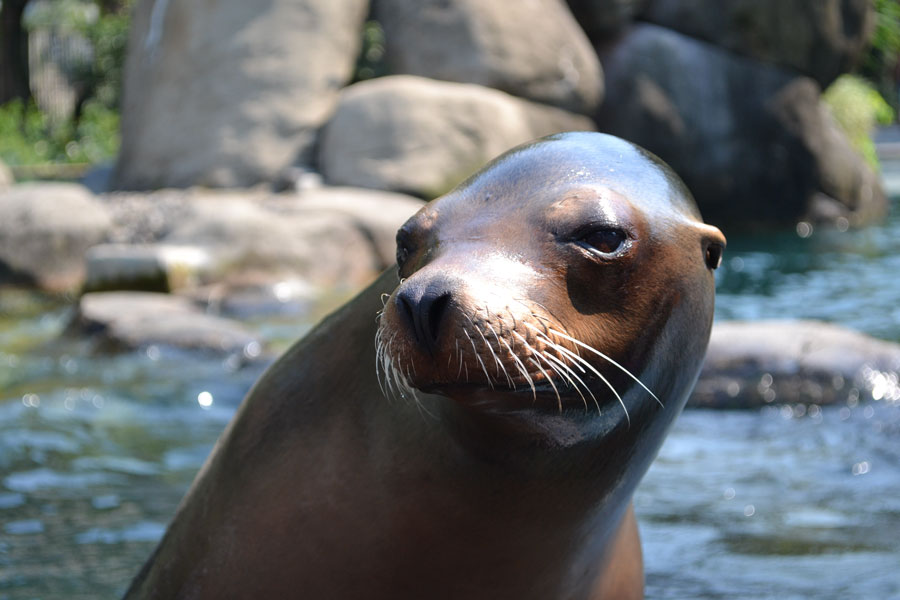 A seal rests with its head above the water, one of the many marine mammals that can be spotted along Long Island's coastline during the cooler months.