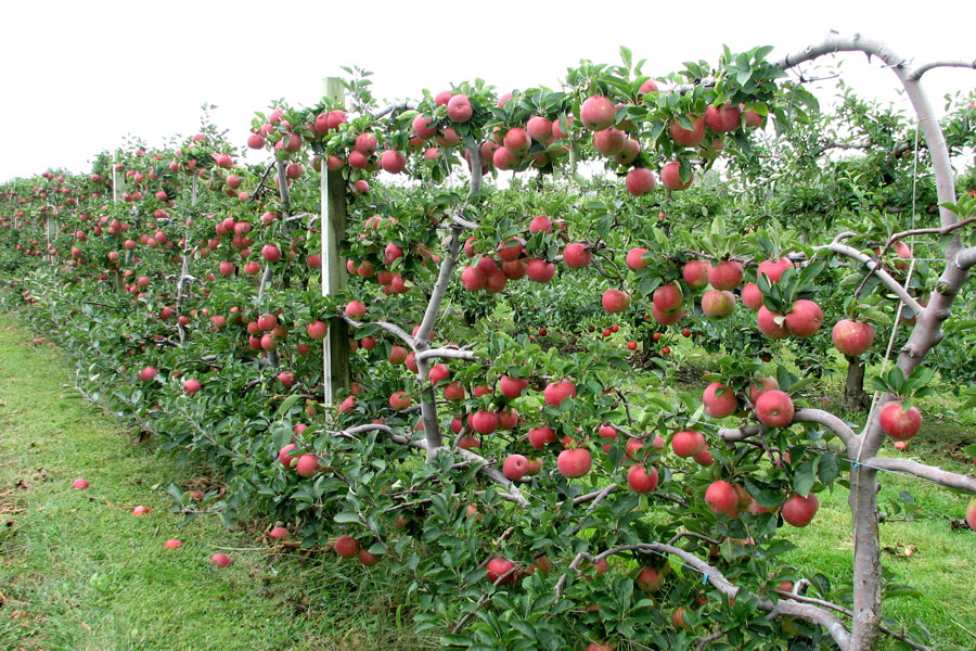 Rows of apple trees heavy with ripe red fruit at a Long Island orchard during the fall harvest season. Apple picking is a popular seasonal activity across the East End, with many farms offering pick-your-own varieties from late summer through October.