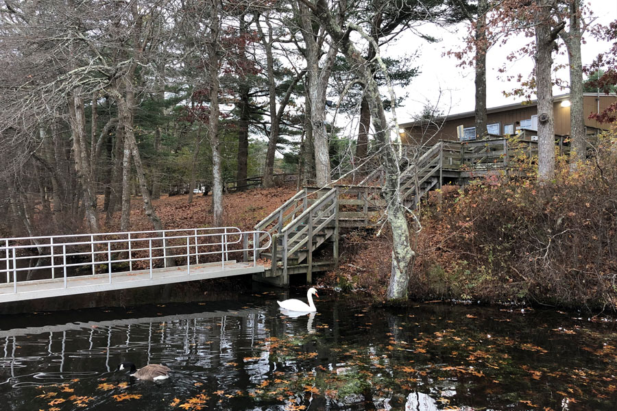 A white swan glides along the Carmans River at Southaven County Park in Brookhaven, surrounded by the wooded landscape of central Long Island. The peaceful scene highlights the river’s freshwater habitat and the natural setting that makes this stretch popular for fishing, paddling, hiking and wildlife viewing.
