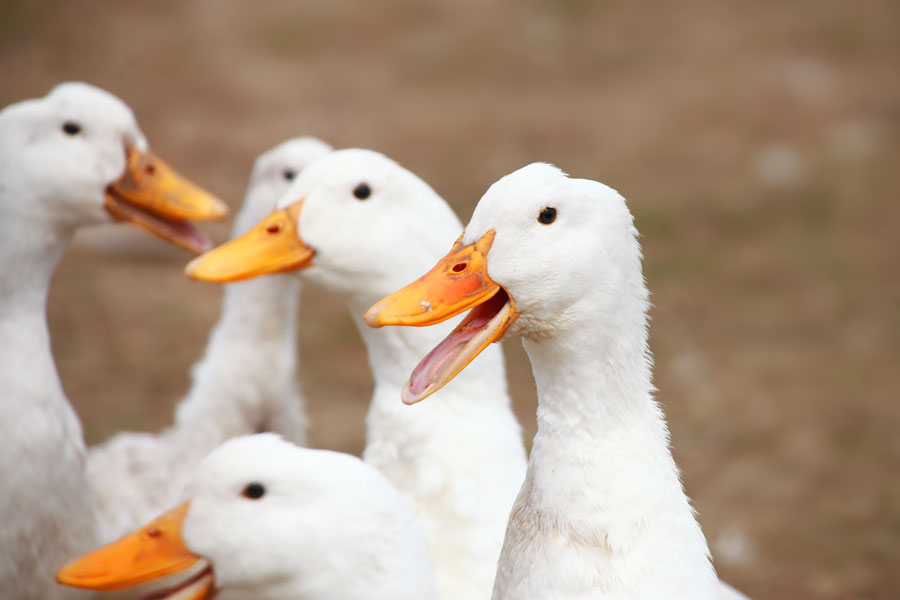 A group of White Pekin ducks at Crescent Duck Farm in Aquebogue reflects Long Island’s longstanding agricultural and duck-farming tradition. The farm is the island’s last remaining commercial duck farm and has been operated by the Corwin family since 1908. Its working fields and livestock preserve an important part of the North Fork’s rural heritage.
