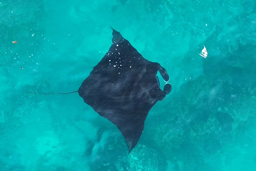 An oceanic giant manta ray glides through clear coastal waters. The world’s largest ray species can reach enormous sizes and occasionally visits New York waters during the warmer months, including a recent sighting of one feeding close to shore at Jones Beach State Park.
