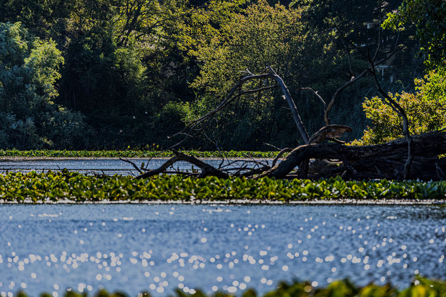 Calm water within Massapequa Preserve reflects the surrounding woodland on a bright day, with water lilies and aquatic vegetation spreading across the surface. The scene highlights the preserve’s freshwater wetlands and wooded habitat along the Massapequa Creek corridor in Nassau County.