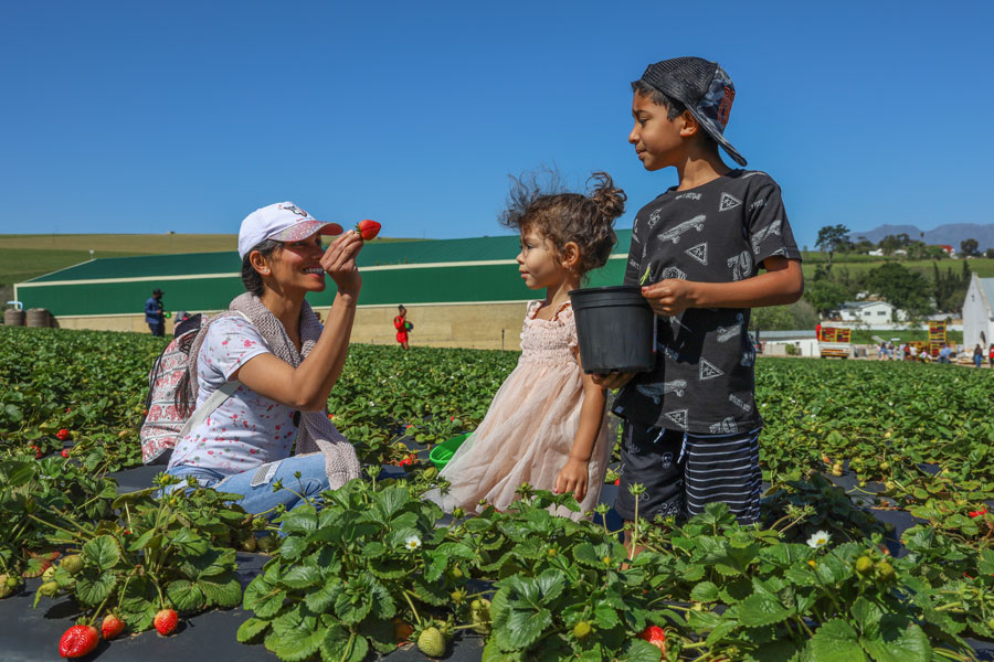 A family enjoys a day of strawberry picking in a sunny farm field, with ripe red berries growing among rows of plants. Pick-your-own strawberry farms offer a popular late-spring and early-summer outing, giving visitors a chance to harvest fresh fruit directly from the field.