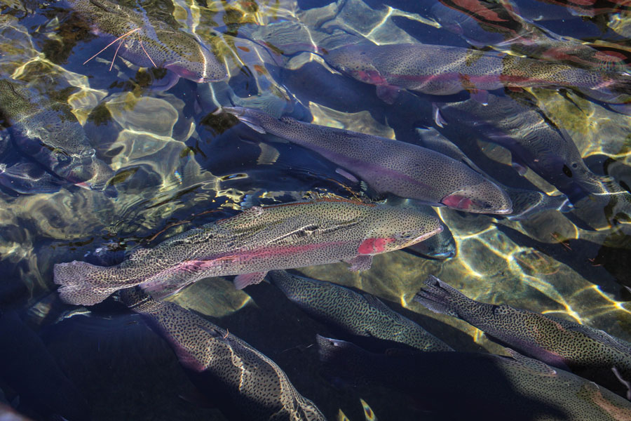 A group of rainbow trout swims through the clear water of a freshwater fish hatchery pond. Trout such as these are raised for conservation, education, and recreational fishing programs at hatcheries across New York State.