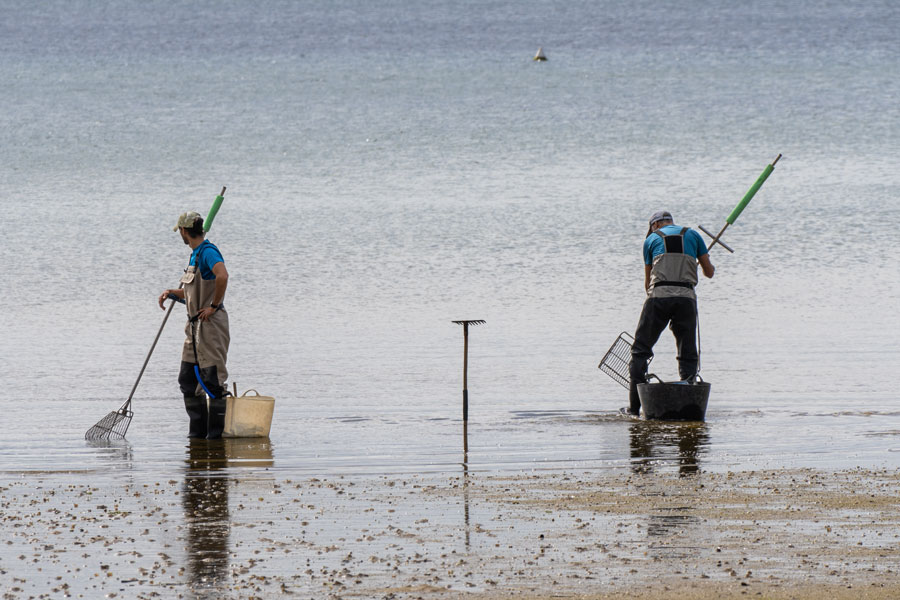 Fishermen collect clams and mussels from shallow coastal waters using traditional shellfish rakes. Recreational shellfishing has long been part of life in coastal communities, particularly in bays, tidal flats, and other protected waters. Harvesters should always check current local regulations, permit requirements, and shellfish-area closures before heading out.