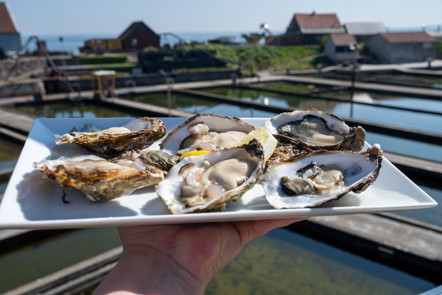 Fresh oysters are displayed in front of a coastal aquaculture operation, illustrating the cultivation and harvesting methods used to bring oysters from growing waters to market. Oyster farming remains an active part of Long Island’s shellfish industry, particularly in Suffolk County’s bays and estuaries.